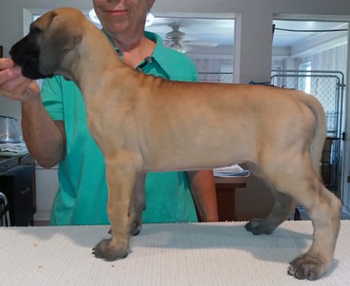 Pup 6 F Girl Tensy Denali, photo 23