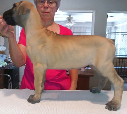 Pup 6 F Girl Tensy Denali, photo 17