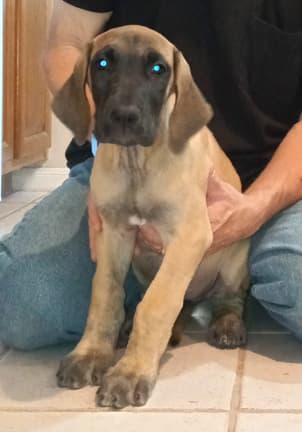 Pup 6 F Girl Tensy Denali, photo 8