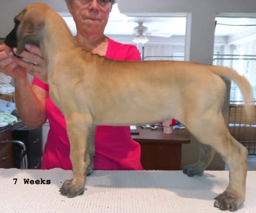 Pup 6 F Girl Tensy Denali, photo 11