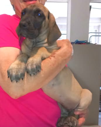 Pup 6 F Girl Tensy Denali, photo 12