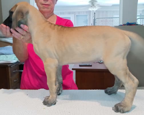 Pup 6 F Girl Tensy Denali, photo 13