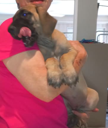 Pup 6 F Girl Tensy Denali, photo 14