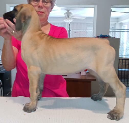 Pup 6 F Girl Tensy Denali, photo 15