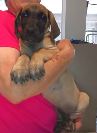 Pup 6 F Girl Tensy Denali, photo 16