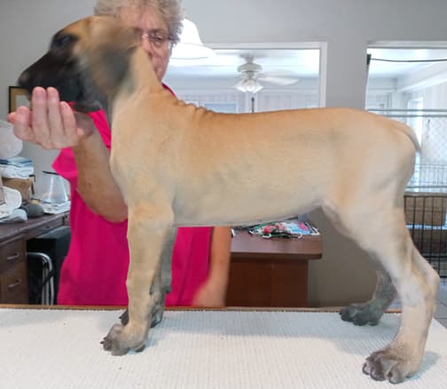 Pup 6 F Girl Tensy Denali, photo 7