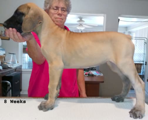 Pup 6 F Girl Tensy Denali, photo 1