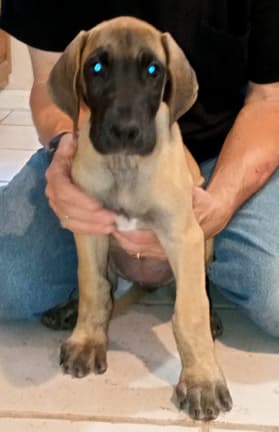 Pup 6 F Girl Tensy Denali, photo 2