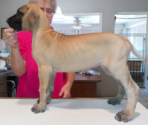 Pup 6 F Girl Tensy Denali, photo 3
