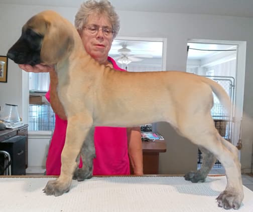 Pup 6 F Girl Tensy Denali, photo 5
