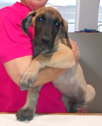 Pup 6 F Girl Tensy Denali, photo 6