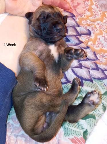 Pup 6 F Girl Tensy Denali, photo 68