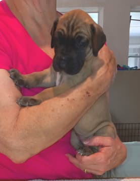 Pup 6 F Girl Tensy Denali, photo 59