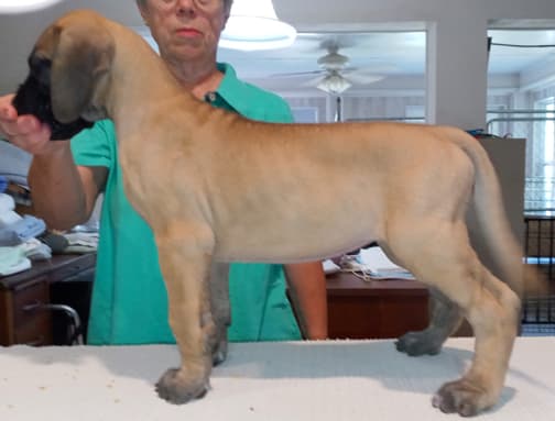 Pup 6 F Girl Tensy Denali, photo 28