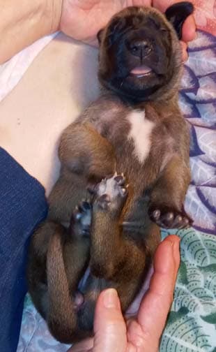 Pup 6 F Girl Tensy Denali, photo 69