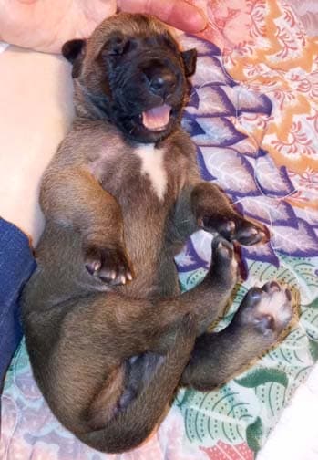 Pup 6 F Girl Tensy Denali, photo 71