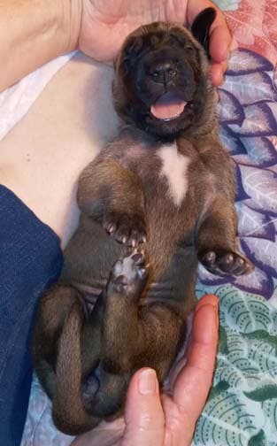 Pup 6 F Girl Tensy Denali, photo 72