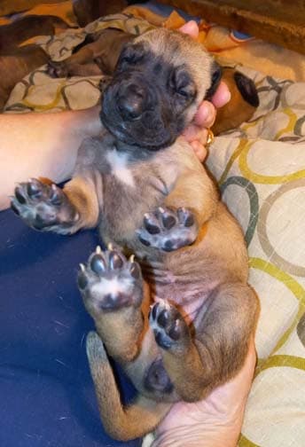 Pup 6 F Girl Tensy Denali, photo 66