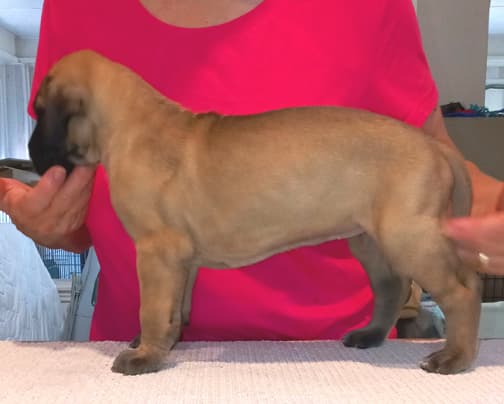 Pup 6 F Girl Tensy Denali, photo 58