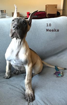 Maggie, photo 4