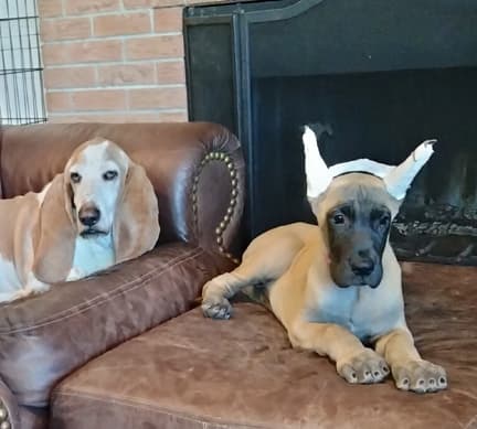 Maggie, photo 12