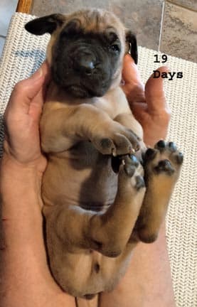 Jasper, photo 32