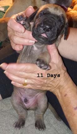 Jasper, photo 38