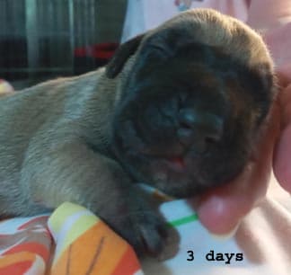 Jasper, photo 44