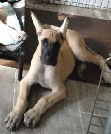 Elektra, photo 15