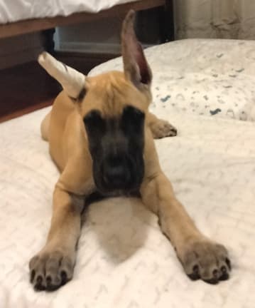 Elektra, photo 17