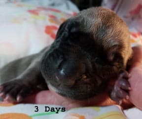 Patina Denali Pup 5 Ruthie, photo 57