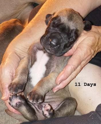 Patina Denali Pup 9 Boy, photo 40