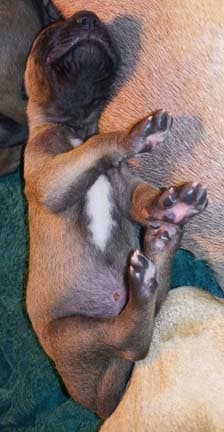 Patina Denali Pup 9 Boy, photo 41