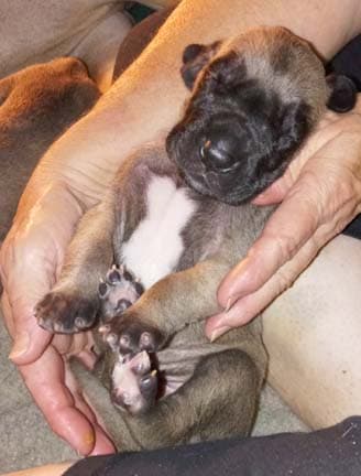 Patina Denali Pup 9 Boy, photo 42