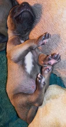 Patina Denali Pup 9 Boy, photo 43