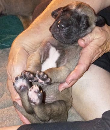 Patina Denali Pup 9 Boy, photo 44