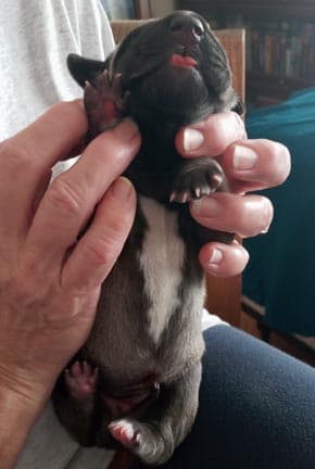 Patina Denali Pup 9 Boy, photo 46