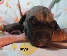 Patina Denali Pup 9 Boy, photo 47