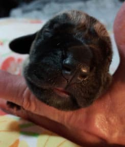 Patina Denali Pup 9 Boy, photo 48