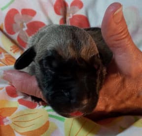 Patina Denali Pup 9 Boy, photo 49