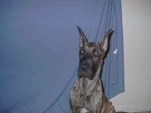 Lily, photo 6