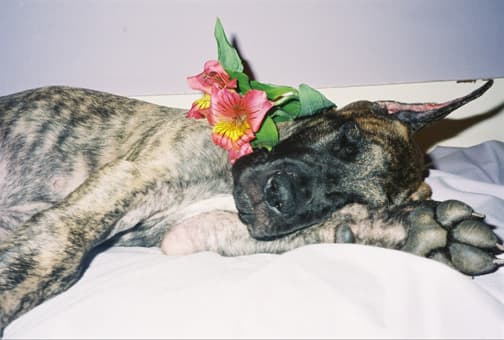 Lily, photo 5
