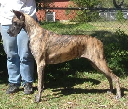 Lily, photo 2
